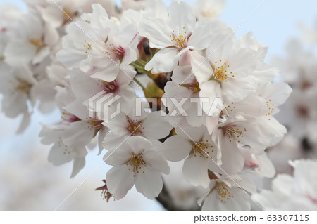櫻花 63307115