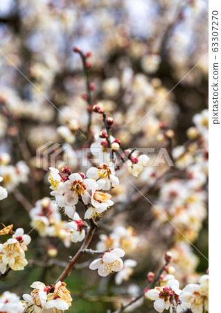 Plum blossoms of Tsutsumi housing complex Miyagi Ogawara Plum blossoms of Tsutsumi housing complex Miyagi Ogawara 63307270
