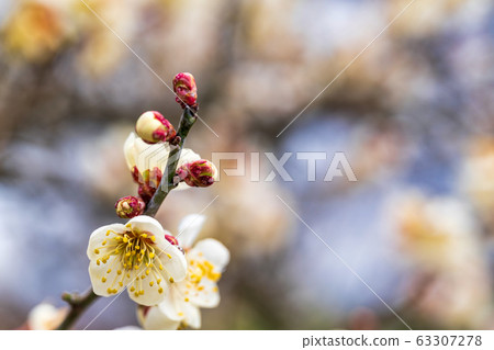 Plum blossoms of Tsutsumi housing complex Miyagi Ogawara Plum blossoms of Tsutsumi housing complex Miyagi Ogawara 63307278