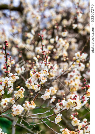 Plum blossoms of Tsutsumi housing complex Miyagi Ogawara Plum blossoms of Tsutsumi housing complex Miyagi Ogawara 63307279
