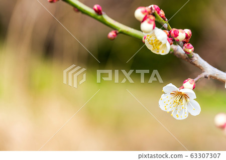 Plum blossoms of Tsutsumi housing complex Miyagi Ogawara Plum blossoms of Tsutsumi housing complex Miyagi Ogawara 63307307