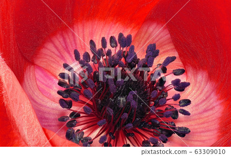 銀蓮花(深度成分) 銀蓮花(深度成分) 63309010