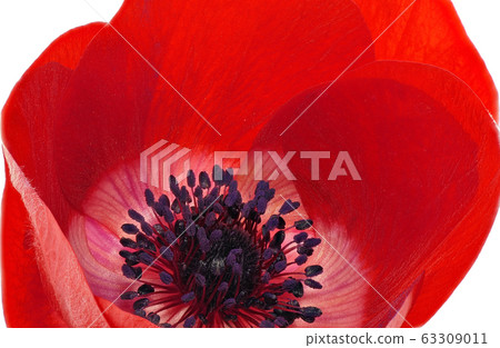 銀蓮花(深度成分) 銀蓮花(深度成分) 63309011