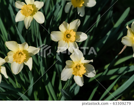 Yellow Daffodil Yellow Daffodil 63309279