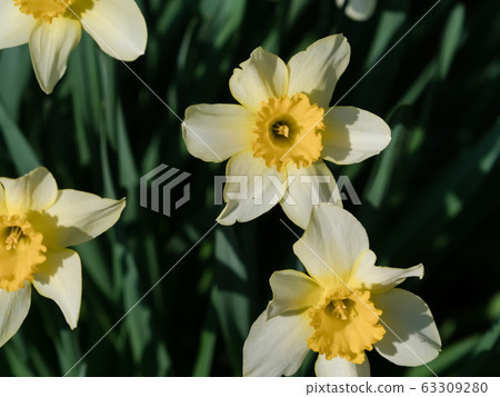 Yellow Daffodil Yellow Daffodil 63309280