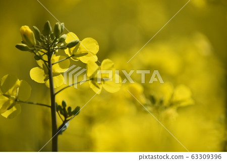 Rape blossoms 63309396