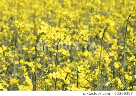 強姦開花 63309397