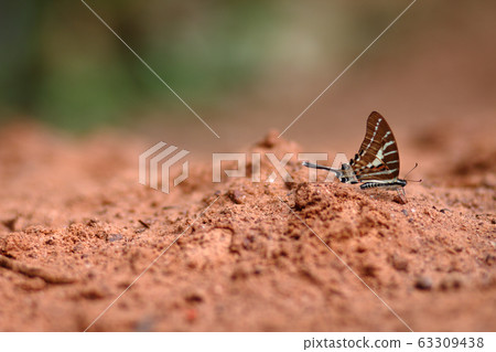 butterfly on ground 63309438