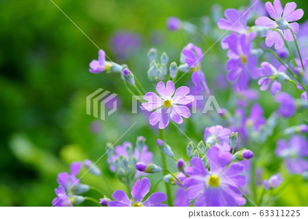 報春花，紫色2 63311225