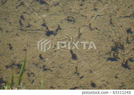 水黽 水黽 63311248