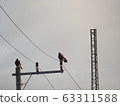 Two birds on a telephone pole 63311588