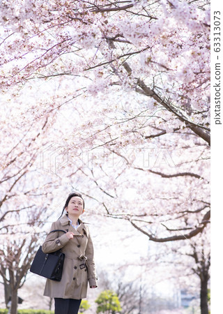 Cherry blossoms in full bloom and young women 63313073