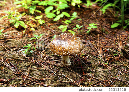 mushroom mushroom 63313326