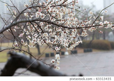 A plum blossom 63313435