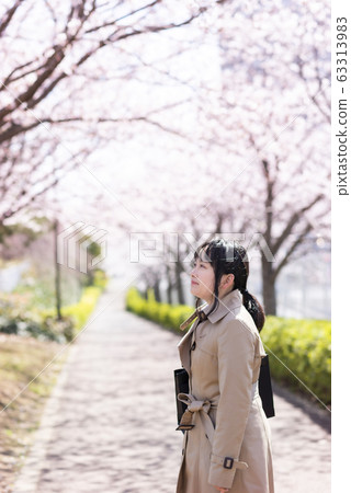 Row of cherry trees and young woman 63313983