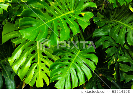 philodendron bouture Hanging Philodendron Silver Sword main image 0