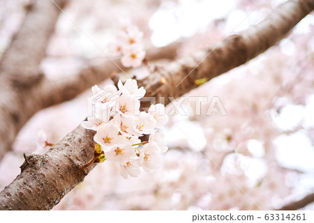 Cherry tree, cherry tree 63314261