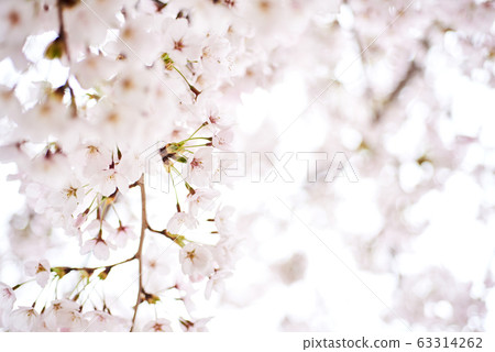 Cherry tree, cherry tree Cherry tree, cherry tree 63314262