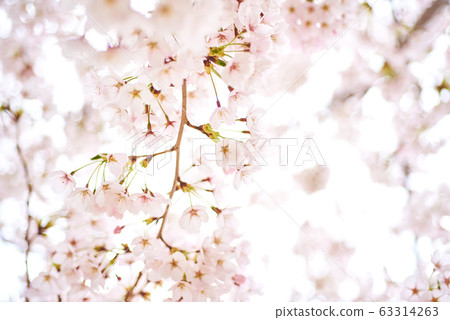Cherry tree, cherry tree Cherry tree, cherry tree 63314263