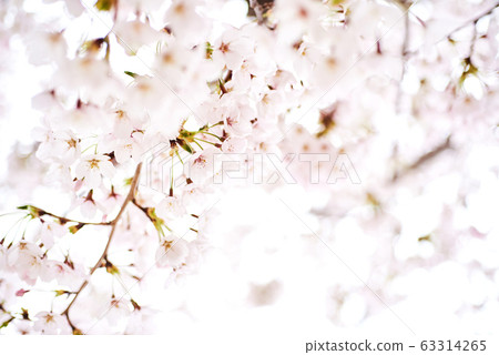 Cherry tree, cherry tree 63314265