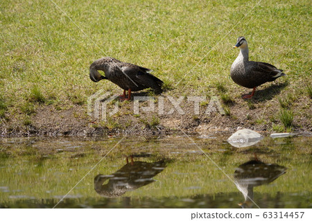 Married couple 63314457