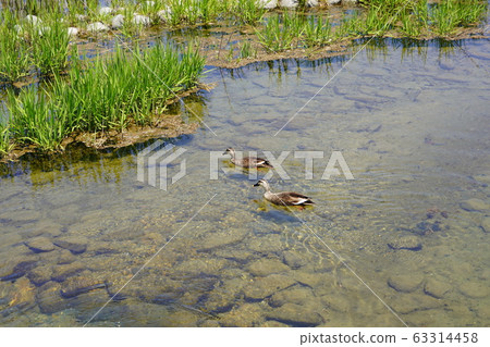 Married couple 63314458