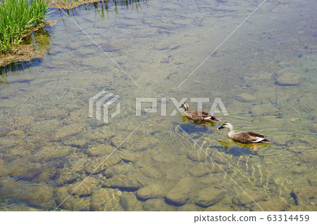 Married couple 63314459