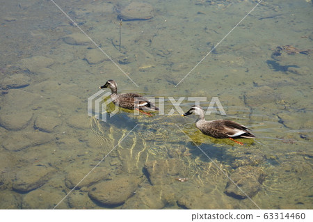 Married couple Married couple 63314460