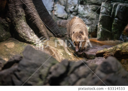 Ringtailed coati at Osaka Aquarium Kaiyukan, Japan Ringtailed coati at Osaka Aquarium Kaiyukan, Japan 63314533