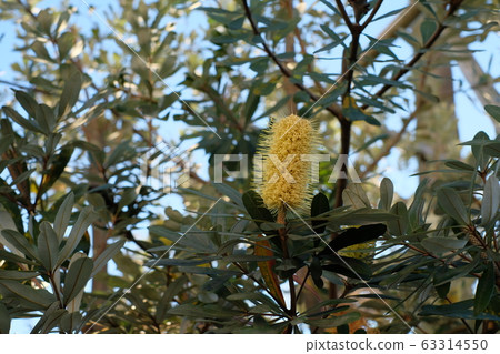 Brush tree 63314550