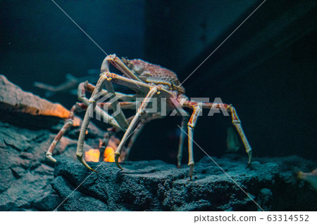 Japanese spider crab  at Osaka Aquarium Kaiyukan, 63314552