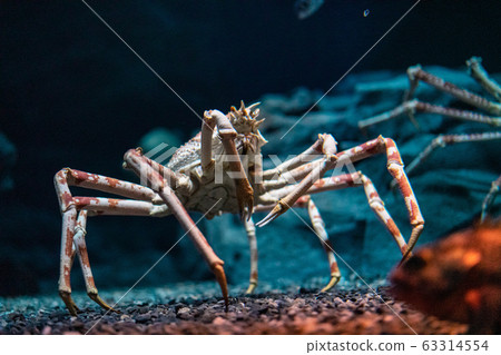 Japanese spider crab  at Osaka Aquarium Kaiyukan, 63314554
