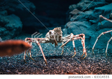 Japanese spider crab  at Osaka Aquarium Kaiyukan, 63314555