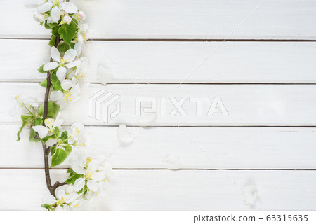 Spring background with white apple blossom 63315635