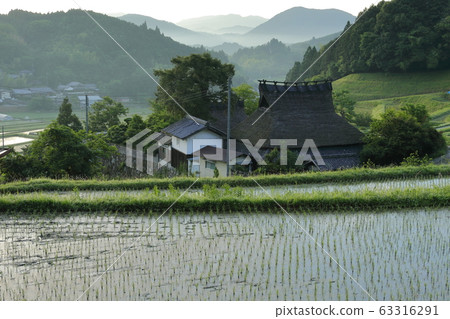 水稻種植後的茅草屋頂房屋和梯田稻田清晨的景象 63316291