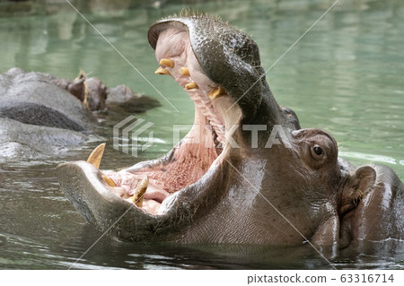 open mouth hippo close up open mouth hippo close up 63316714