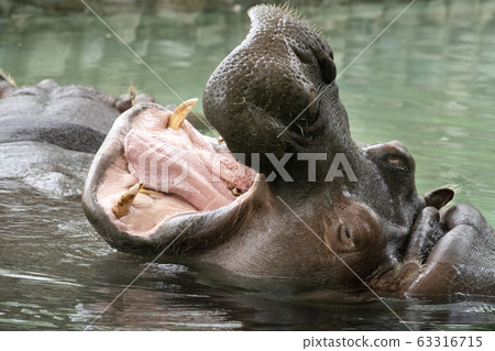 open mouth hippo close up open mouth hippo close up 63316715