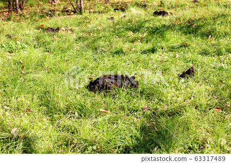 Hole in the lawn, fallen leaves and moles Hole in the lawn, fallen leaves and moles 63317489