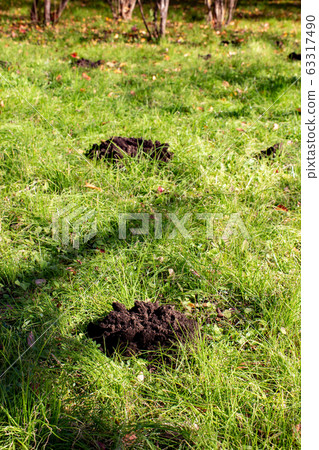 Hole in the lawn, fallen leaves and moles Hole in the lawn, fallen leaves and moles 63317490