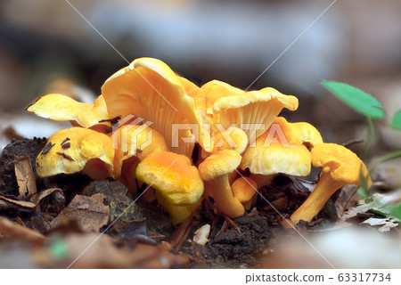 Cantharellus friesii 63317734