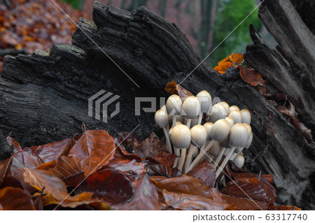 Coprinellus mushrooms 63317740