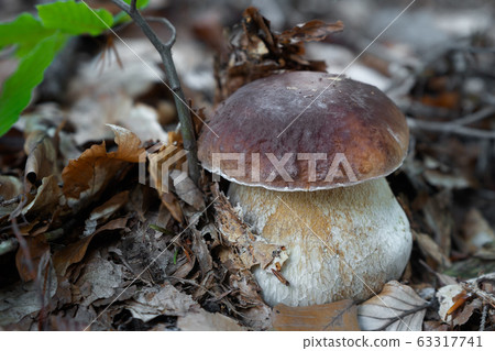 Edible mushroom Boletus edulis 63317741