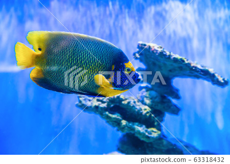 Tropical discus fish near coral reef Tropical discus fish near coral reef 63318432