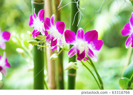 Closeup view of bloom of white, purple and pink 63318766