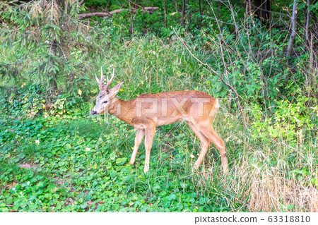 Young deer in summer forest Young deer in summer forest 63318810