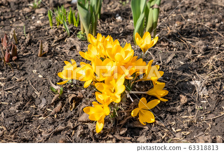 Crocus flowers in spring 63318813