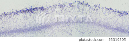 Penicillium, ascomycetous fungi, under the microscope. To humans ascomycetes are a source of medicinal compounds, such as antibiotics, for fermenting bread, alcoholic beverages and cheese. Photo. Penicillium, ascomycetous fungi, under the microscope. To humans ascomycetes are a source of medicinal compounds, such as antibiotics, for fermenting bread, alcoholic beverages and cheese. Photo. 63319305