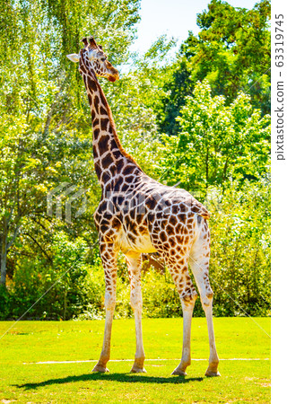 Giraffe standing in the greenery. African wildlife Giraffe standing in the greenery. African wildlife 63319745