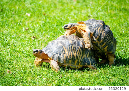 Couple of tortoises mating in the grass Couple of tortoises mating in the grass 63320129