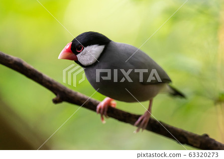 Java Sparrow Java Sparrow 63320273